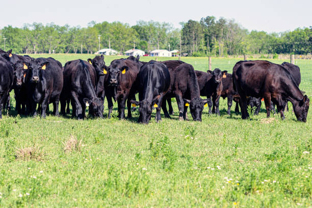 istock Black Angus cattle in lush springtime pastureland 2159480504