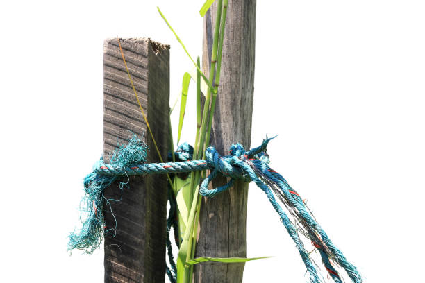 a human hand holding onto a rough, textured wooden branch. The background is blurred green, suggesting a natural environment.