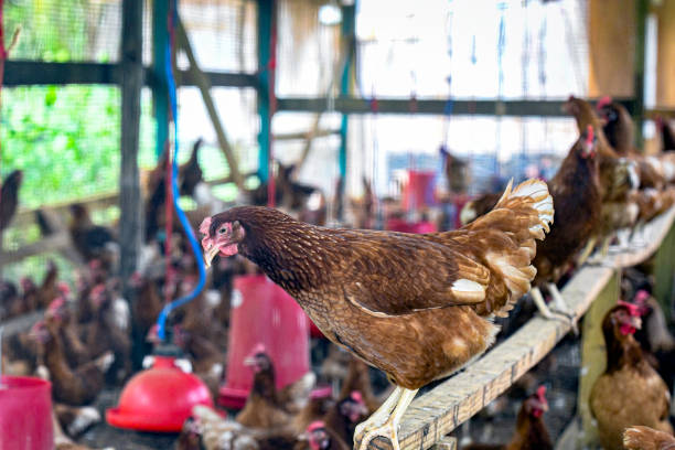 Commercial layer hen with a misshapen beak, standing on a roost within a confinement layer house in the Cayman Islands.