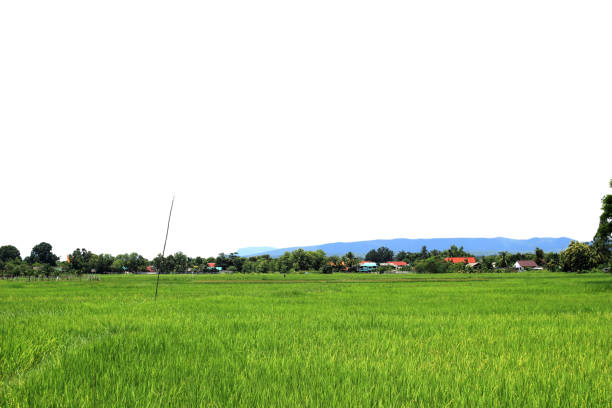 Panoramic view of the rice fields isolated on white background.