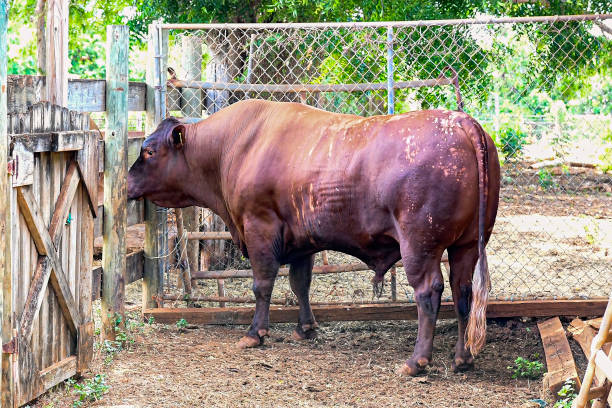 Jamaica Red bull in with a skin condition across his back and haunches in a quarantine pen.