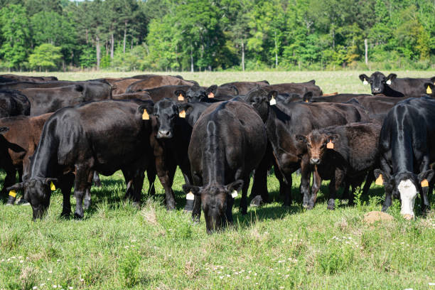 istock Black Angus cattle herd in lush springtime pasture 2159481366