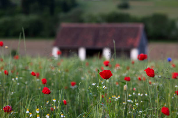Spring time. Flowering of wildflowers. Idyllic landscape