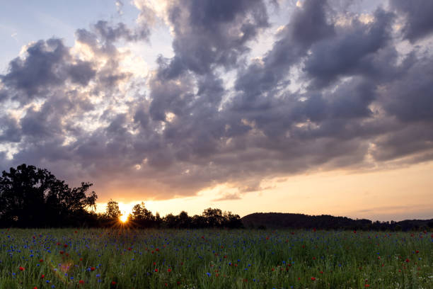 Spring time. Flowering of wildflowers. Idyllic landscape