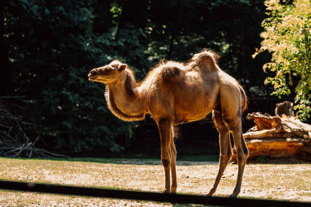 Camel close up
