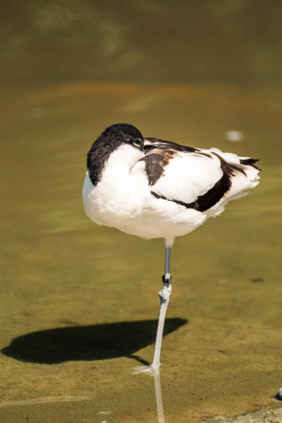A mature avocet stands on one leg, resting in the still, algae-laden waters, embodying the quietude of the wetlands