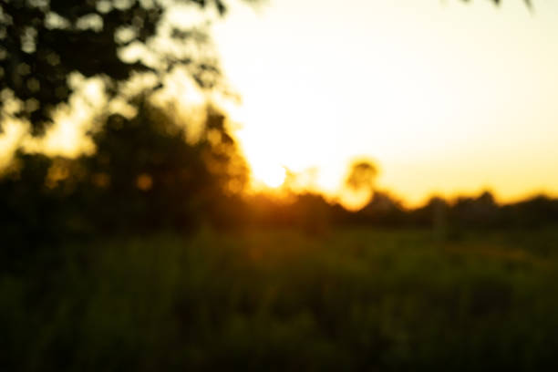 blurred background of sunset on a field with green grass and trees