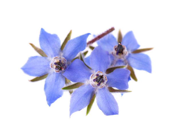 istock Borage flowers isolated on white background. Borago officinalis bush. Clipping path. 2159485560