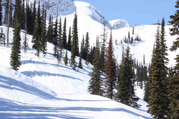 istock Fernie ski run with fir trees 2159486075
