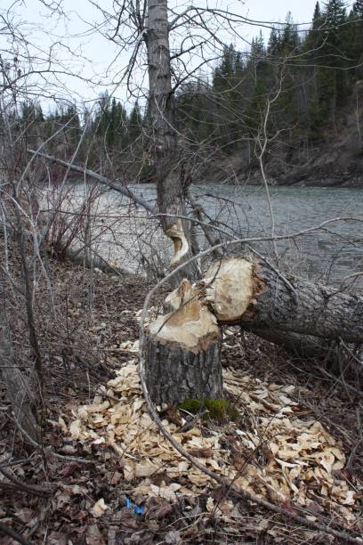 Beaver Tree Falling 350+ Beaver Cutting Down Tree Stock Photos, Pictures & Royalty-Free ...