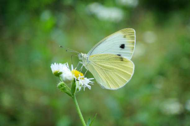 istock Cabbage butterfly on a flower. Insects in nature. 2159488826