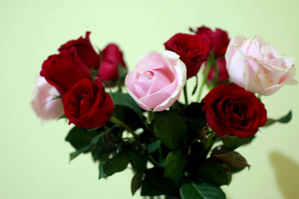 istock Bouquet of red and pink roses. 2159489112