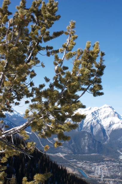 Bird in tree with Canadian Rockies behind