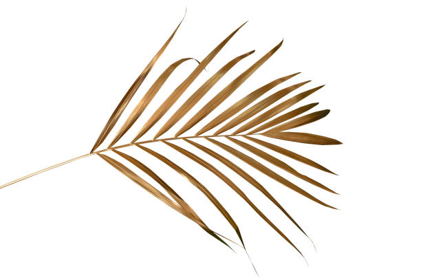 istock Beautiful golden tropical leaf on white background..clipping path 2159492156