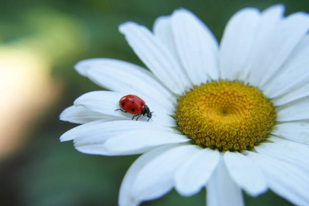 Chamomile and Ladybug with Copy Space