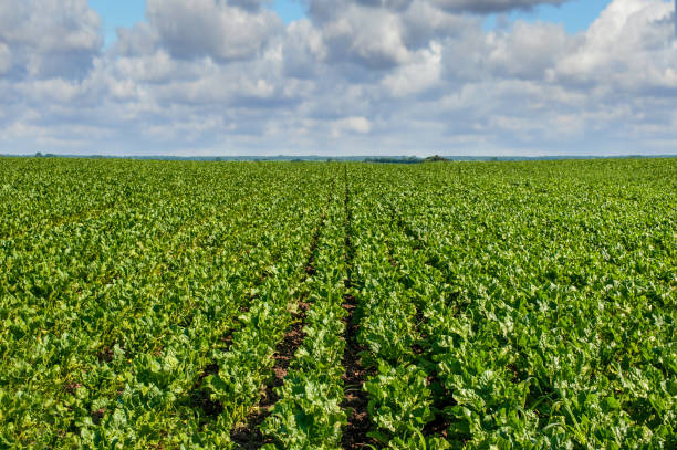 istock sugar beet close up, rows of young beets, beautiful sky 2159492405