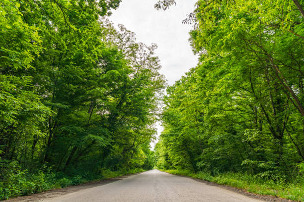 Asphalt road among dense green trees