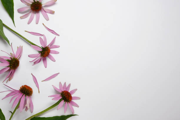 delicately pink flowers, pastel colors