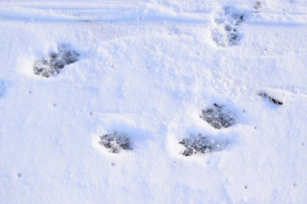 istock dog tracks in snow 2159493477