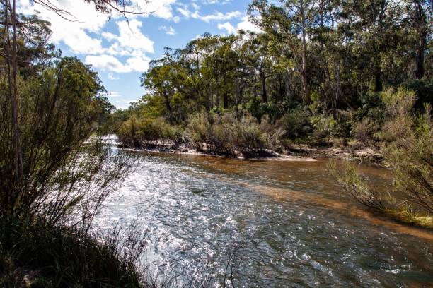 istock Serene river flowing through a forest with lush green trees under a bright blue sky 2159493707