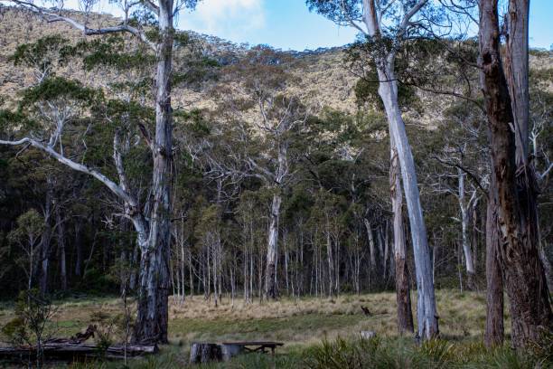 istock Serene forest landscape with tall trees and a grassy field under a clear blue sky 2159493724