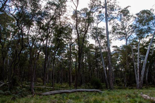 istock Dense forest with tall trees and fallen logs on a cloudy day 2159493749