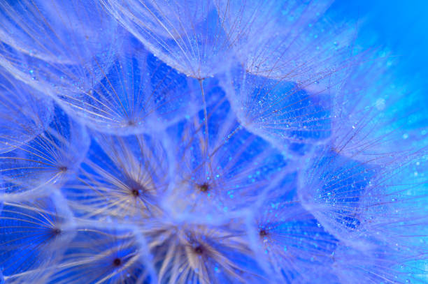 Beautiful dew drops on a dandelion seed macro. 3