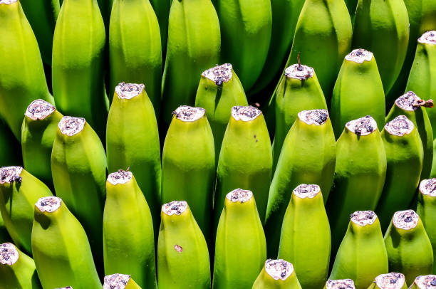 Banana bunch 