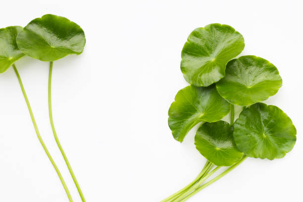 istock Fresh centella asiatica leaves. Gotu kola herb plant 2159495708