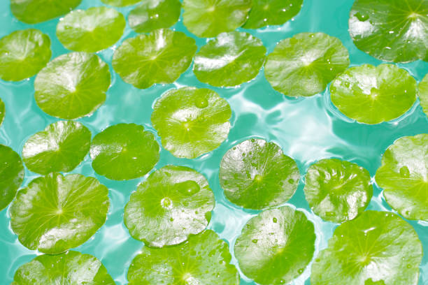 istock Centella asiatica in blue water 2159495819