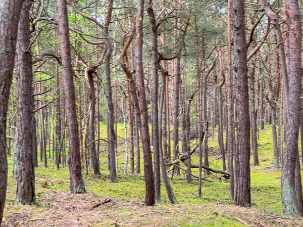 istock A pine forest in Hel in Poland with trees with unusual, very bent branches and trunk 2159497497