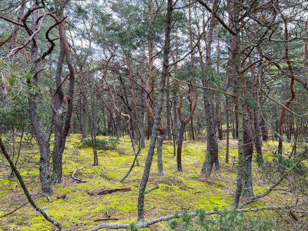 istock A pine forest in Hel in Poland with trees with unusual, very bent branches and trunk 2159497549