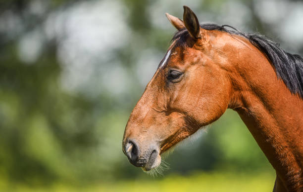 istock Brown horse portrait on nature background. 2159497796