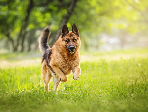 Purebred german shepherd jumps and runs on the meadow