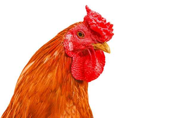 istock Beautiful Hen portrait isolated on white background with clipping path. 2159498173
