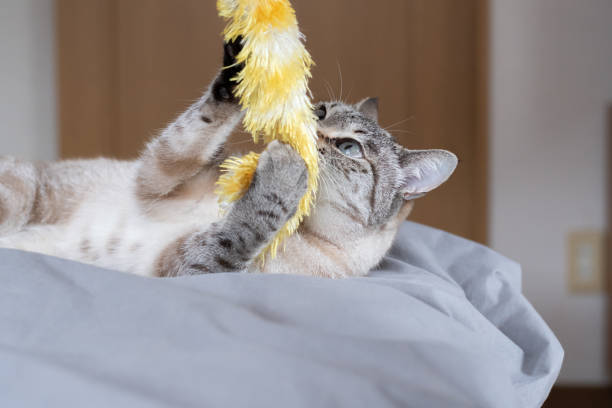 istock cute cat playing with toys 2159501119