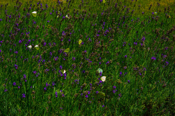 Field with flowers and butterflies