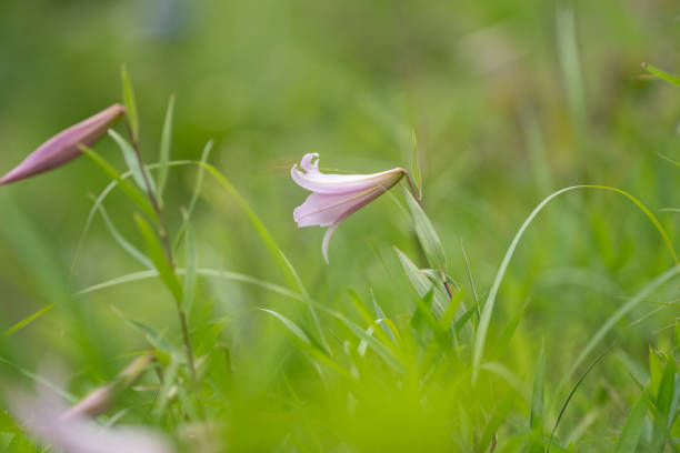 Lilies blooming in the field