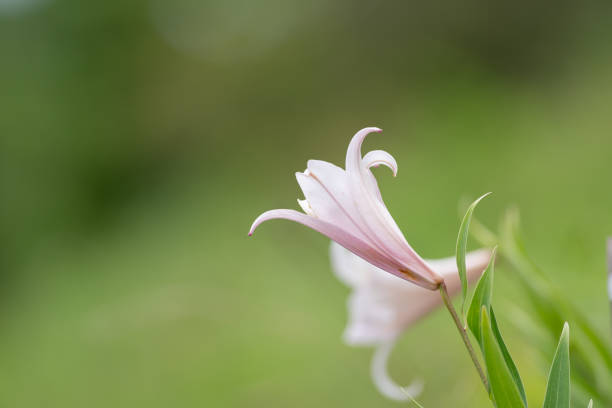 Lilies blooming in the field