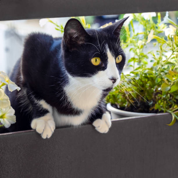istock The black and white cat in a flower pot 2159501855