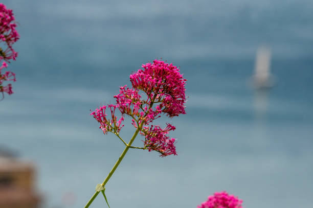 Valeriana sullo sfondo di Riva del Garda