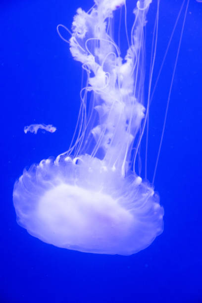 istock jellyfish swimming in the ocean 2159506665
