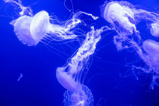 istock several jellyfish swimming in the ocean 2159506666