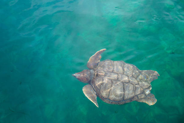 istock Sea turtle swimming underwater 2159506720