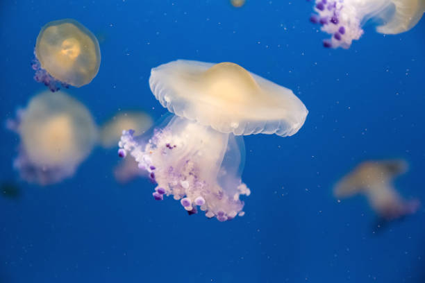 istock Fried egg jellyfish floating in the Mediterranean sea. 2159506722