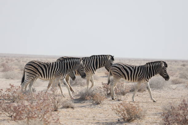 istock Zebras in the Etosha Pan 2159507147