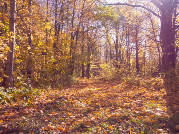 Trees in the forest view from below against the sky forest autumn summer landscape