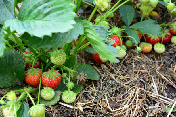 istock a bush with strawberries and a green leaf on it 2159510084