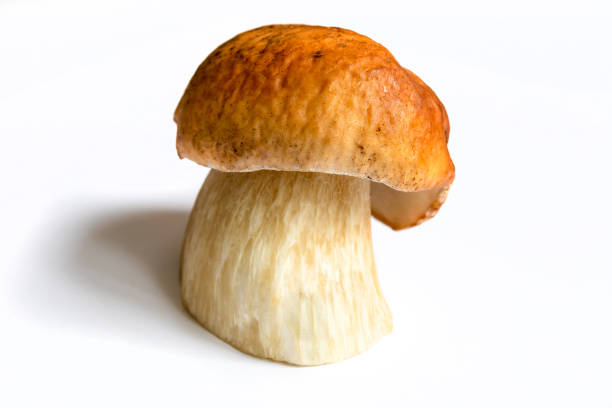 Fresh forest mushroom, Boletus edulis (king bolete) on an isolated white background