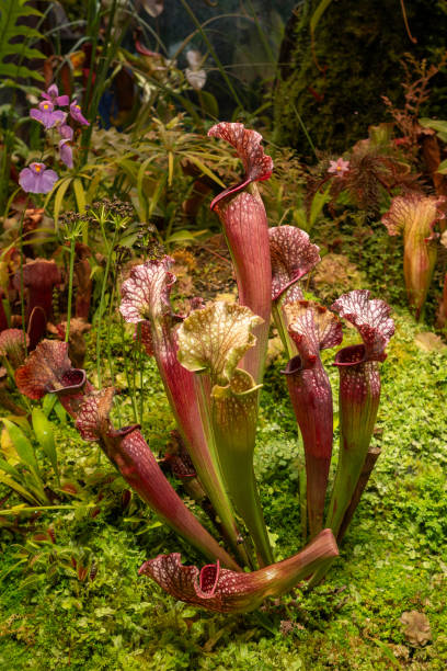 istock Insectivorous plants in large florarium or plant terrarium. 2159512815
